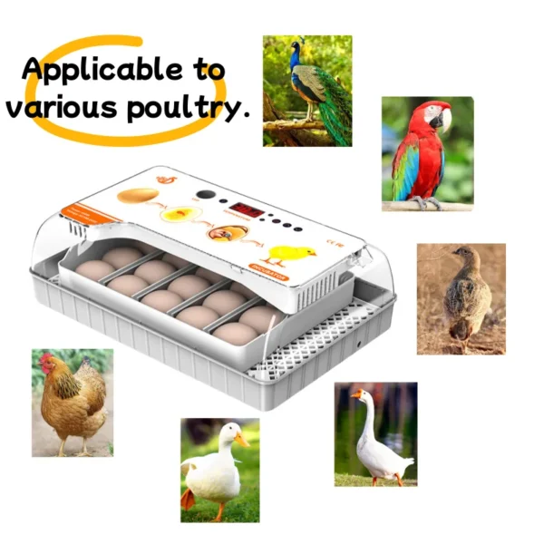 HHD 20 Eggs Capacity Chicken Incubator Automatic Turn Eggs Small Bird Poultry Hatching Incubator - Image 6